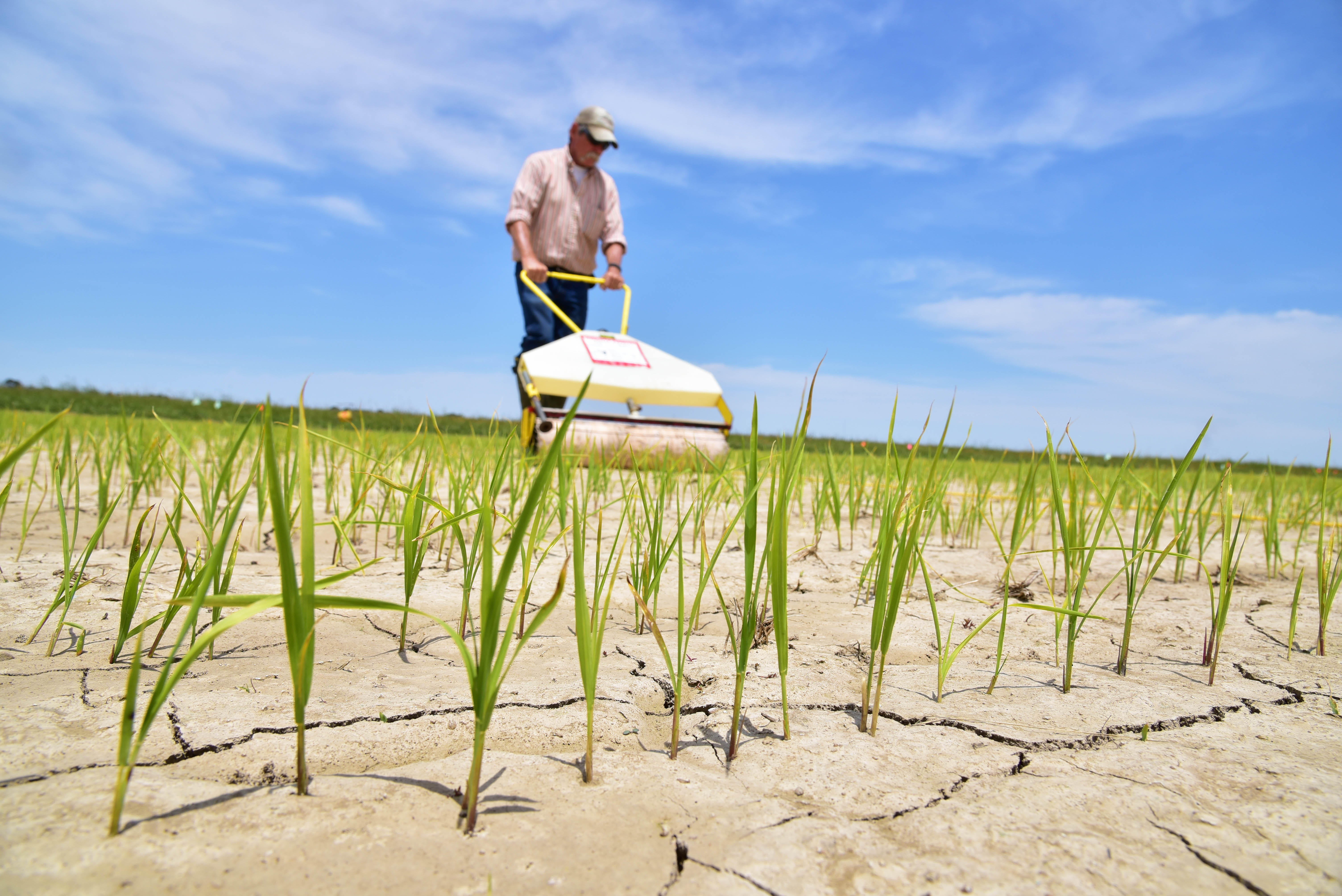Cool weather delays spring crops 